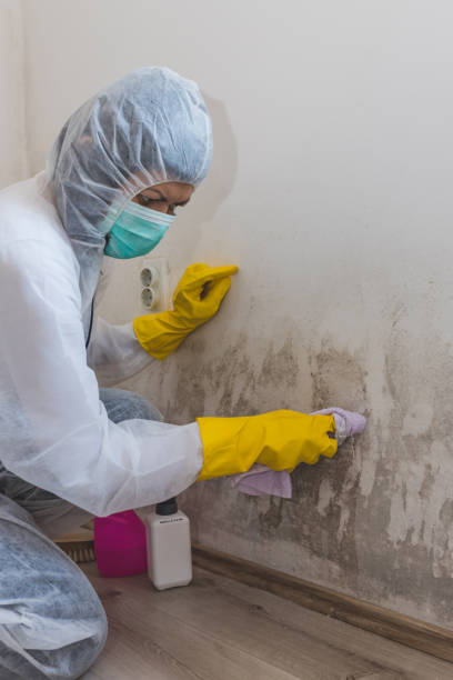 Best Post-Construction Mold Inspection  in Boswell, PA